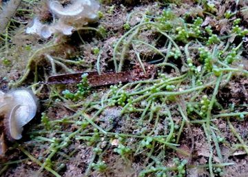 Una alga invasora d’origen australià posa en alerta el Parc Natural del Cap de Creus