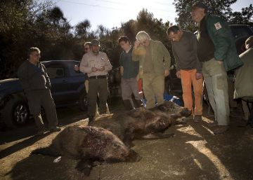 Un de cada tres senglars de Collserola pot transmetre l’hepatitis E