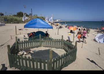 Les tortugues marines estenen la tovallola a la Mar Bella