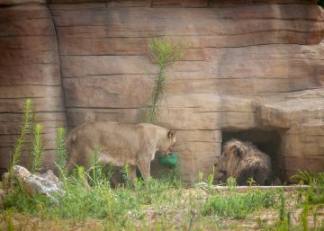Barcelona manté el Zoo i trasllada de zona els lleons