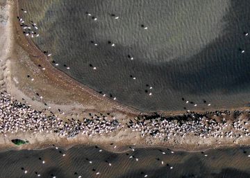 Els flamencs li agafen el gust al delta de l’Ebre