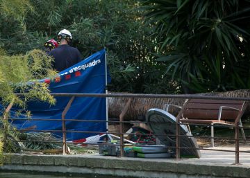 La palmera de la Ciutadella es va trencar perquè tenia una petita cavitat, pel vent i per un cop de calor