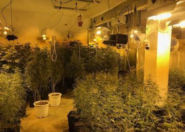 La narcoeconomia de la marihuana i el crim de Catalunya