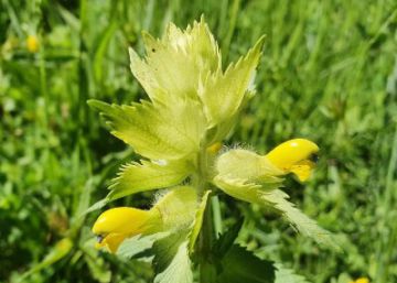Localitzen al Pirineu una planta mai detectada a Espanya