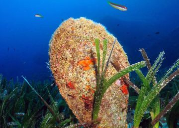 Un projecte vol impedir l’extinció de la nacra