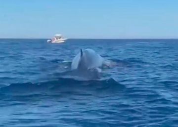 Els Agents Rurals investiguen una persecució de 20 barques a tres balenes al cap de Creus