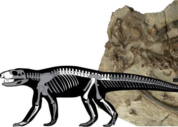 Un fòssil robat al Pirineu canvia la història evolutiva dels cocodrils
