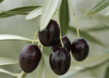 Glossolàlia domèstica