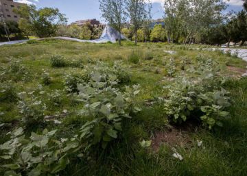 Barcelona es corregeix i posa límit a la vegetació salvatge