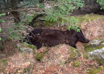 L’os Cachou i la baralla a mort que no va existir mai