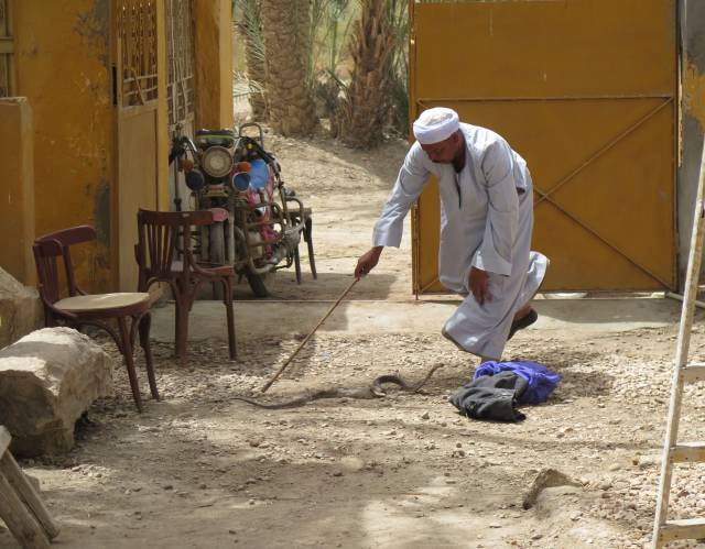 El capturador de serps (H'awi) intenta enxampar una cobra a la casa de la missió de la fundació arqueològica Clos-Museu Egipci a Sharuna (Egipte).