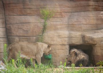 Els lleons del Zoo de Barcelona passen la covid-19 “com un refredat”