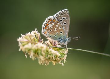 Catalunya ha perdut el 25% de la fauna salvatge en 20 anys