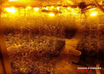 Les plantacions de cànnabis eleven el robatori d’electricitat
