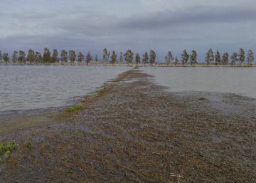 La disputa entre la Generalitat i el Ministeri bloqueja el pla de xoc per salvar el delta de l’Ebre