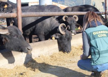 Les autoritats italianes descobreixen que una mozzarella de búfala de Girona porta llet de vaca