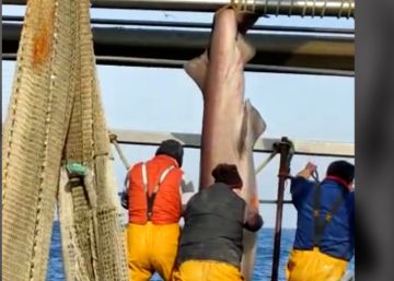 Un pesquer del Port de la Selva captura un tauró amb les xarxes i el torna viu al mar