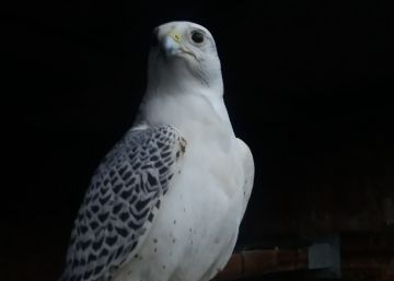 La Sandra i el falcó blanc