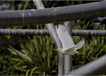 El parc de Diagonal Mar, sisè refugi de biodiversitat de Barcelona
