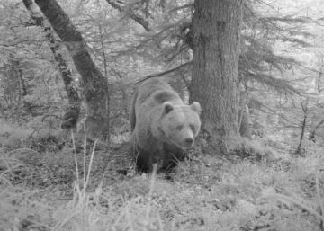 La Vall d’Aran investiga l’atac d’un os a un ramat d’ovelles