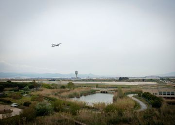 Flamencs contra avions a l’aeroport de Barcelona