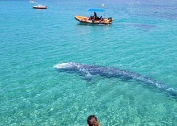 La balena grisa perduda al Mediterrani agonitza a Mallorca
