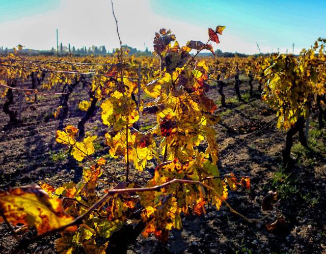 Vinyes de tardor.