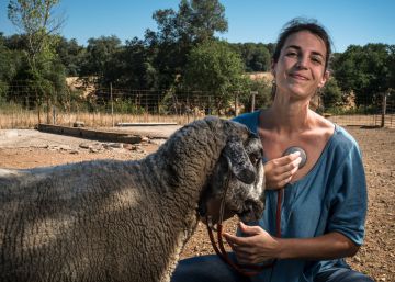 ‘Distòcia’, de Pilar Codony: Animal impressionat