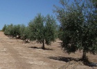 Olivar de altura, enemigo del suelo Olivar de altura, enemigo del suelo