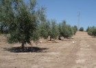 Andalucía cae en un ciclo de sequía