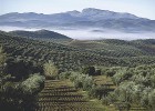 El aceite arrastra la renta agraria, que cae un 3,7% El aceite arrastra la renta agraria, que cae un 3,7%