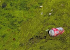 Las algas tiñen de verde el río Manzanares