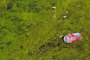 Detalle de las algas en el río.