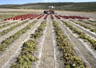 La sequía marca el inicio de la vendimia de Montilla-Moriles