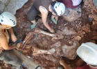 Un elefante en la cueva de los rinocerontes Un elefante en la cueva de los rinocerontes