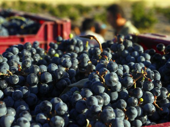 Uvas recogidas en una finca madrileña.