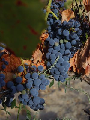 Uvas en una viña de El Álamo.