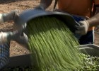La industria cree que faltarán 200.000 toneladas de aceite La industria cree que faltarán 200.000 toneladas de aceite