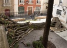 Cultura intentará replantar en otra ubicación el drago caído en Cádiz
