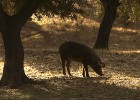 El ibérico cruzado de bellota le gana la partida al puro en las dehesas