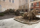 El drago de 260 años caído en Cádiz es irrecuperable