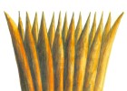 Cap concessió