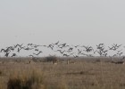 Gas Natural defiende la viabilidad ambiental del proyecto de Doñana