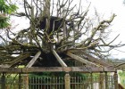 La agonía de un árbol de 500 años