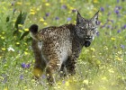 El lince ibérico sale de su madriguera