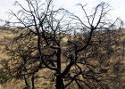 “No se ha aprendido nada del incendio” “No se ha aprendido nada del incendio”