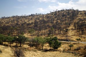 El fuego se originó en la carretera y arrasó más de 1.500 hectáreas. Así estaba un tramo del monte afectado la semana pasada.
