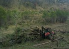 Ecologistas en Acción denuncia una tala masiva de pinos en Andilla