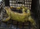 La iguana que cayó del cielo