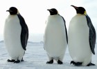 Adiós pingüino